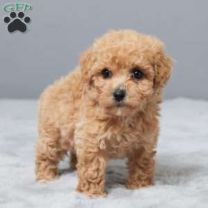 Sandy, Bich-Poo Puppy